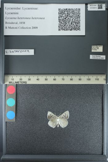 Media type: image;   Entomology 183616